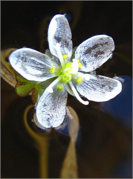 sm P78 Aquatic Buttercup.jpg - Aquatic Buttercup (Ranunculus lobbii): This native grows in water. It is listed as a status 4 plant by the CNPS which means it is in limited distribution in California.